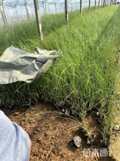 高度30厘米细叶芒