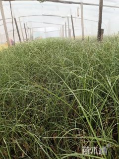 高度35厘米细叶芒