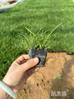 高度6厘米青绿苔草