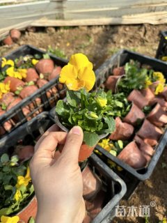 高度10厘米三色堇