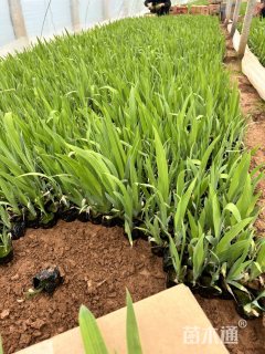 高度16厘米蓝花鸢尾