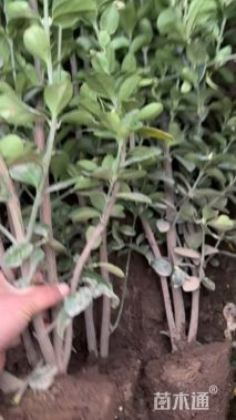 高度180厘米北海道黄杨