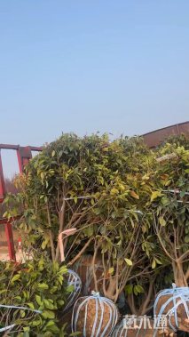 冠幅150厘米石楠球