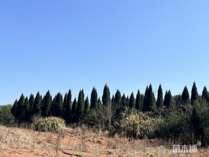 高度4000厘米松柏