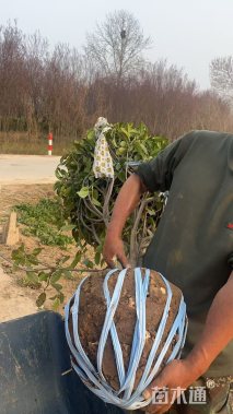 冠幅150厘米海桐球