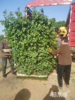 高度200厘米月季