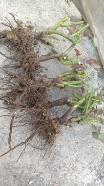 高度20厘米大花月季