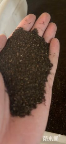 金鱼草金鱼草种子