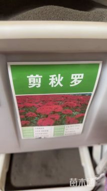 剪秋罗剪秋罗种子