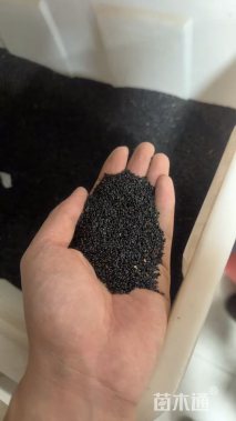 耧斗菜种子