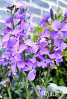 紫罗兰种子