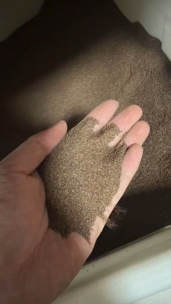 矮杆风铃草风铃草种子