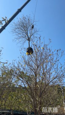 10公分黄花风铃木