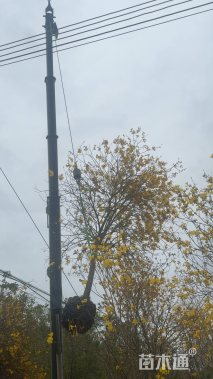 12公分黄花风铃木