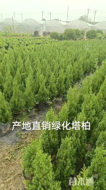 高度100厘米塔柏