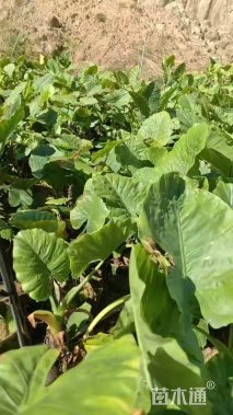 高度60厘米海芋