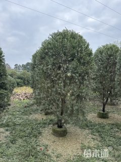 高度350厘米多花红千层