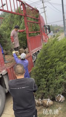 高度200厘米圆柏