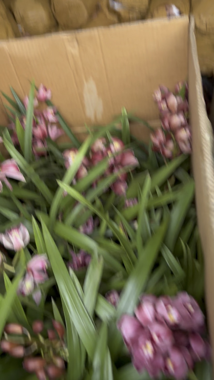 高度40厘米兰花