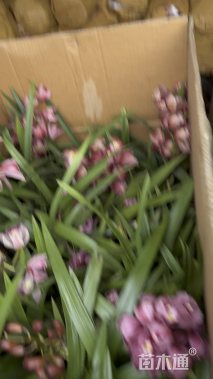 高度40厘米兰花