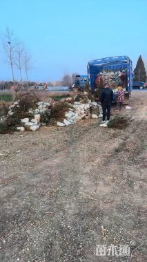 高度40厘米大叶黄杨