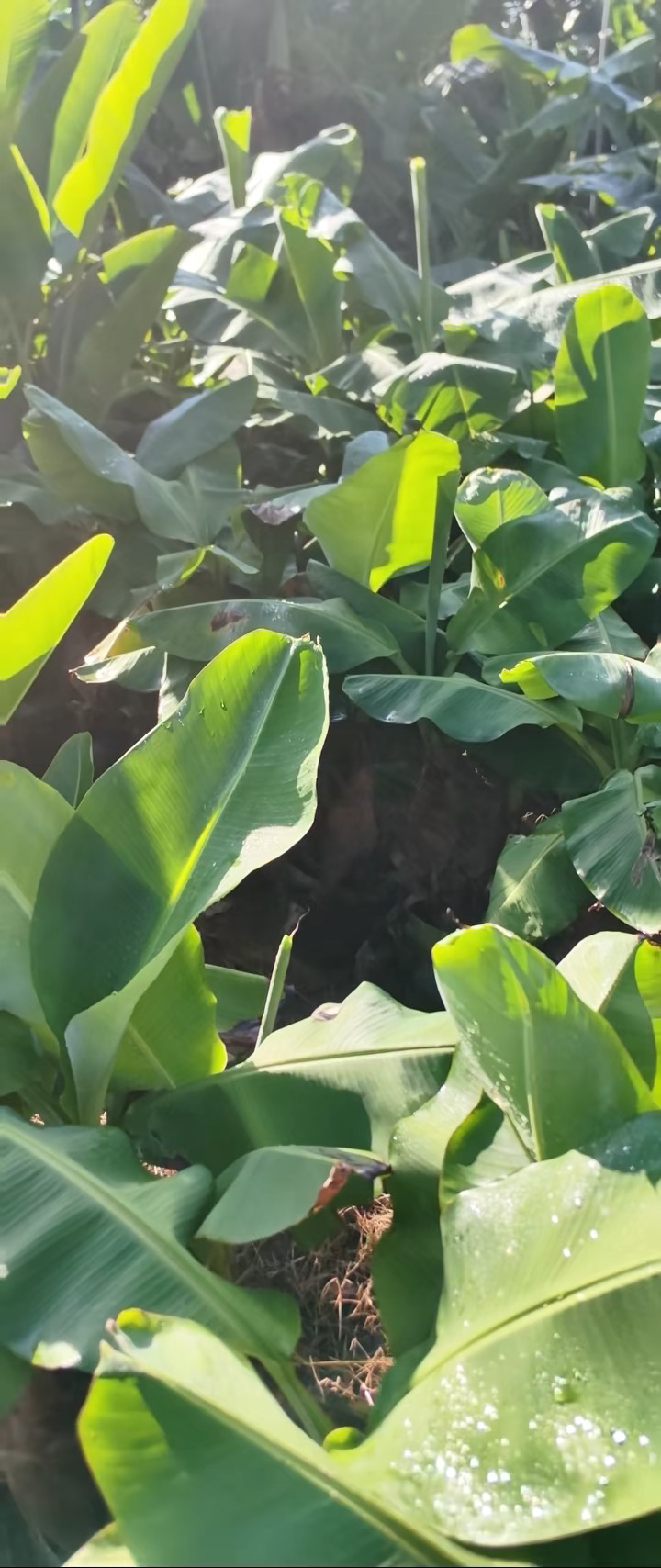 高度120厘米芭蕉