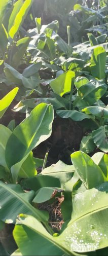 高度120厘米芭蕉