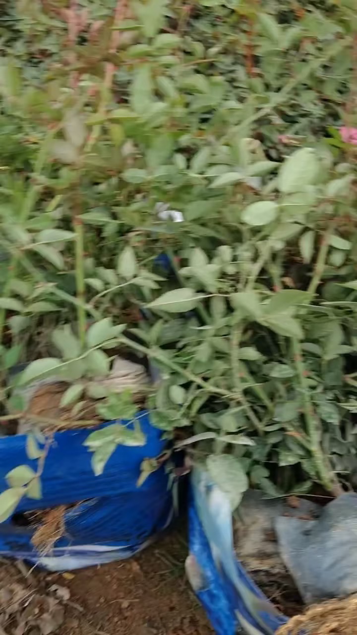 高度25厘米丰花月季小苗