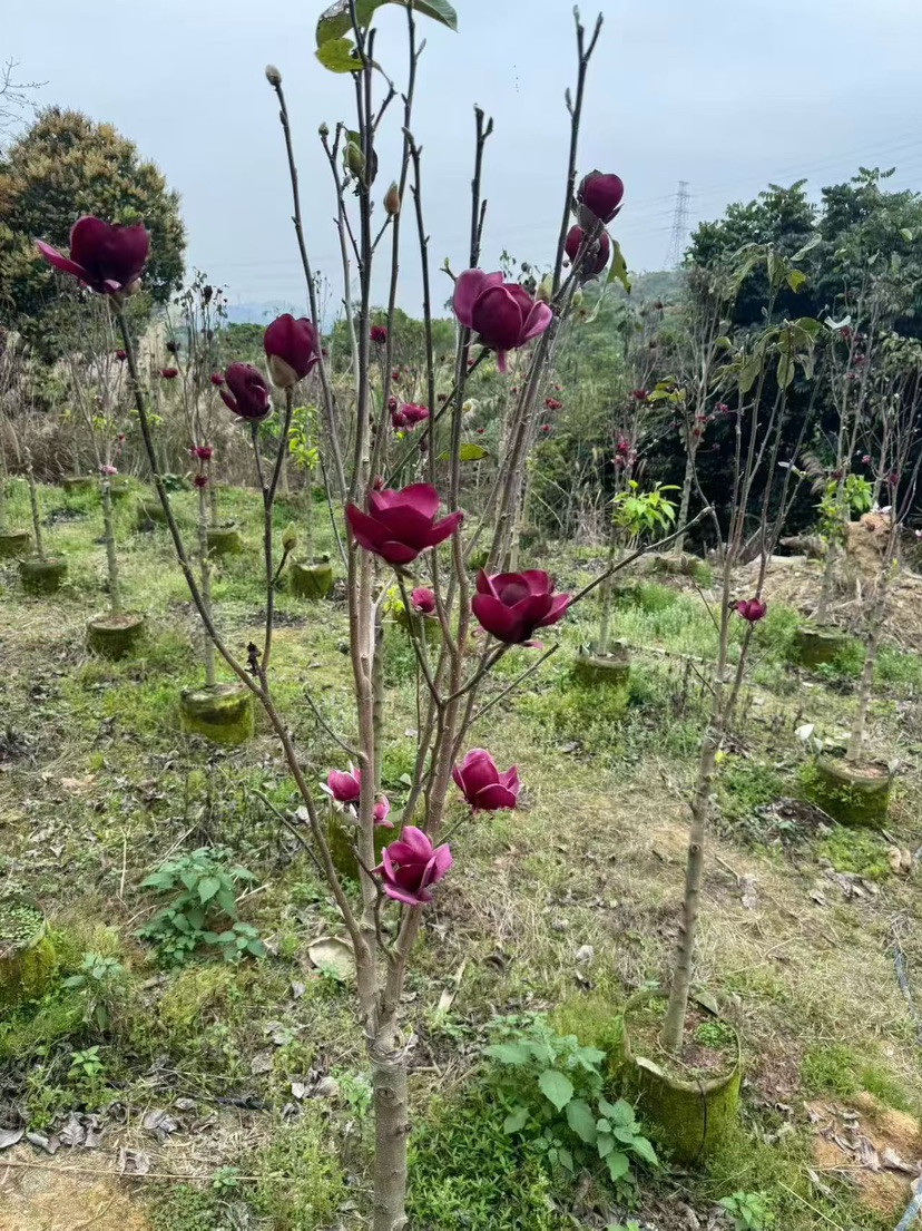 高度250厘米郁金香