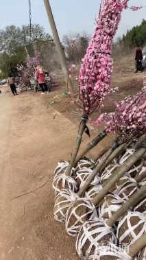 5公分红梅
