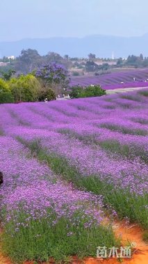 高度15厘米柳叶马鞭草