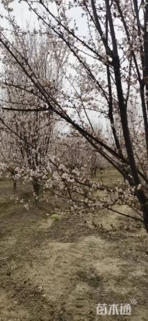 8公分紫叶李