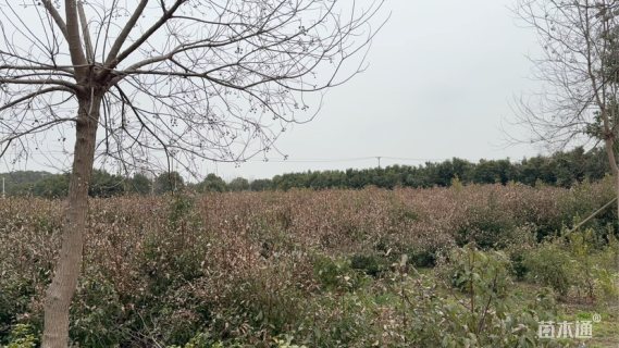 10公分乌桕