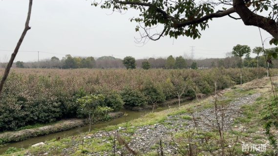 10公分榉树