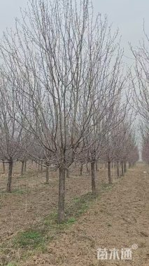12公分绚丽海棠