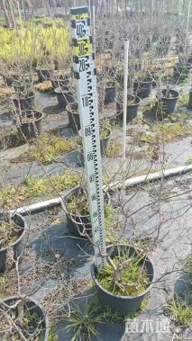 高度100厘米穗花牡荆