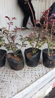 高度20厘米月季