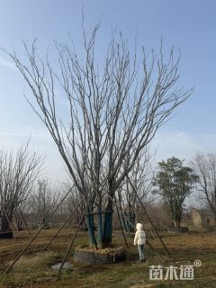 100公分(5杆)丛生朴树