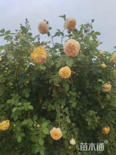 150厘米藤本月季