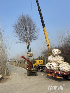 高度800厘米丛生河桦