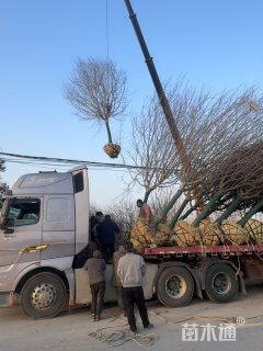 15公分绚丽海棠