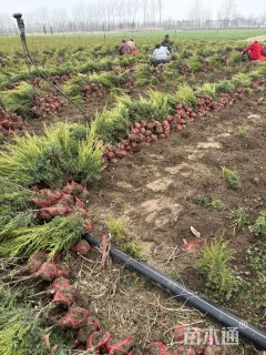 高度45厘米桧柏