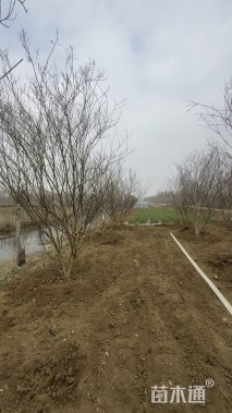 高度350厘米丛生紫薇