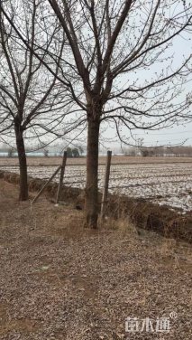 22公分金叶复叶槭