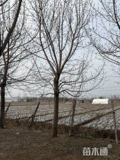 25公分金叶复叶槭