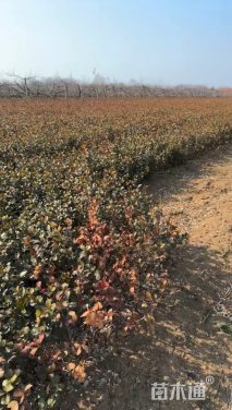 高度50厘米胶东卫矛