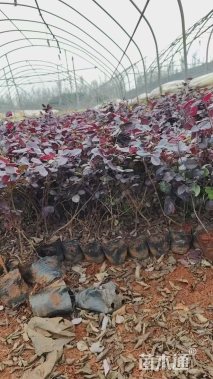 高度15厘米红花继木