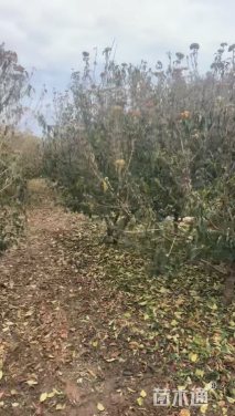 高度180厘米木绣球