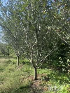 12公分垂丝海棠