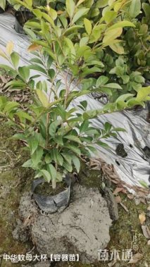 高度50厘米蚊母